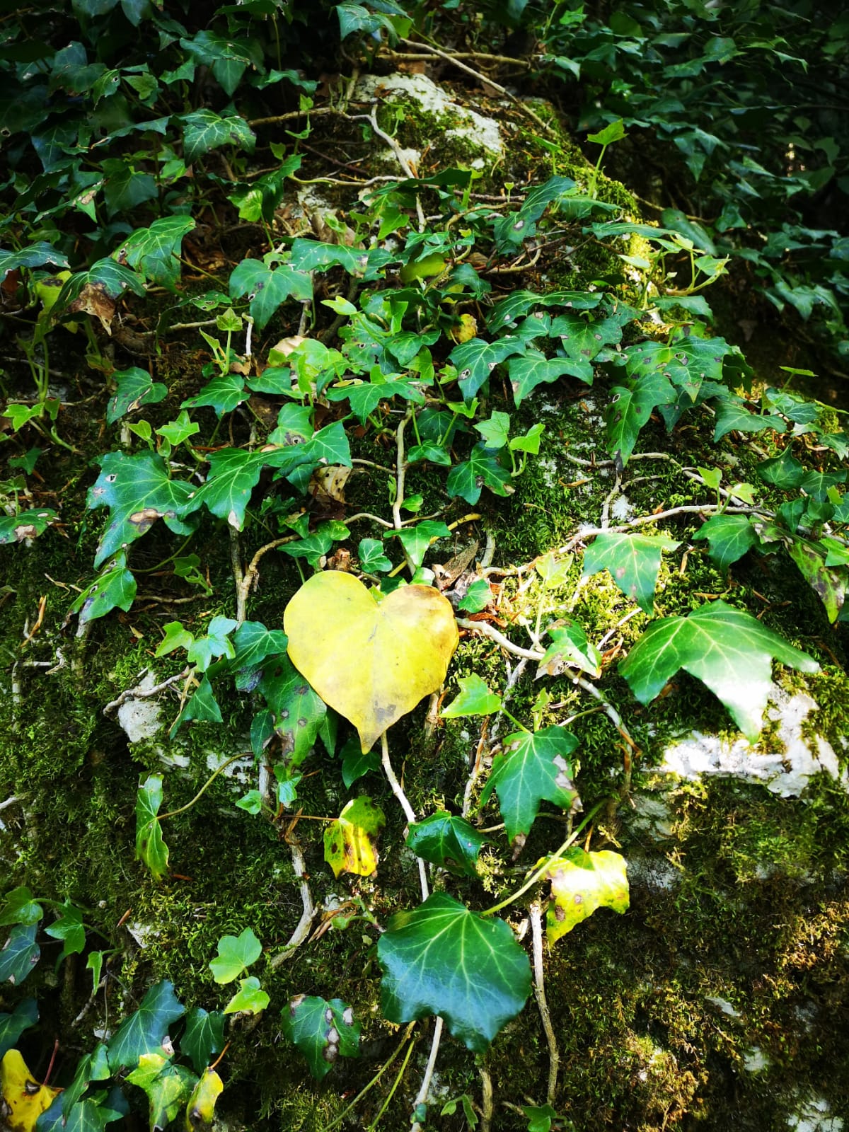 Feuille en forme de coeur dans la nature symbolisant le chemin vers la sérénité et la libération émotionnelle